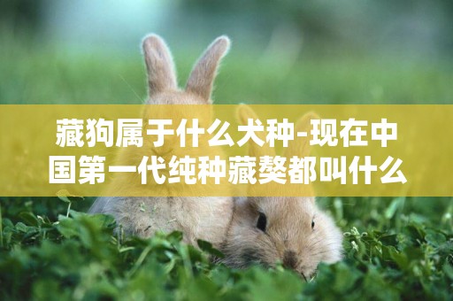 藏狗屬于什么犬種-現在中國第一代純種藏獒都叫什么名字 屬于什么品種