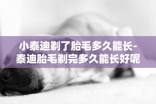 小泰迪剃了胎毛多久能長-泰迪胎毛剃完多久能長好呢？