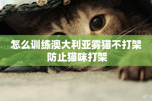 怎么訓練澳大利亞霧貓不打架 防止貓咪打架