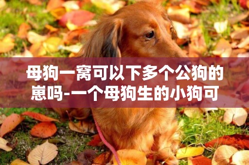 母狗一窩可以下多個公狗的崽嗎-一個母狗生的小狗可以配種嗎？