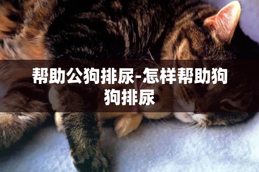 幫助公狗排尿-怎樣幫助狗狗排尿