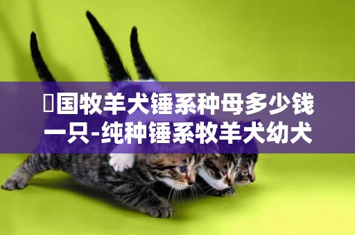 徳國牧羊犬錘系種母多少錢一只-純種錘系牧羊犬幼犬多少錢一只