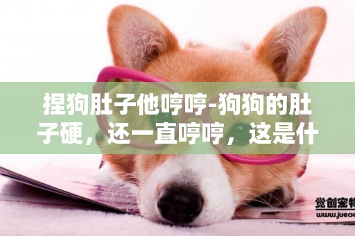 捏狗肚子他哼哼-狗狗的肚子硬，還一直哼哼，這是什么情況？