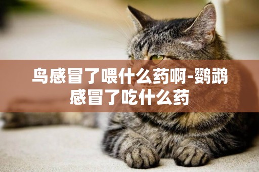 鳥感冒了喂什么藥啊-鸚鵡感冒了吃什么藥
