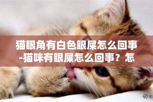 貓眼角有白色眼屎怎么回事-貓咪有眼屎怎么回事？怎么辦？