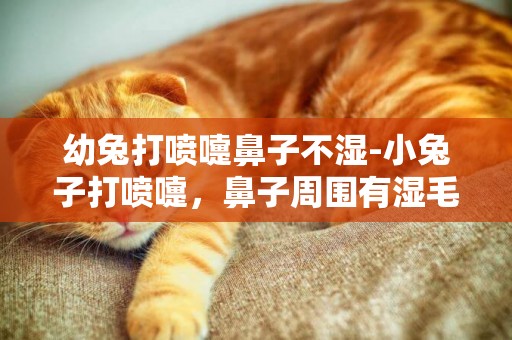 幼兔打噴嚏鼻子不濕-小兔子打噴嚏，鼻子周圍有濕毛