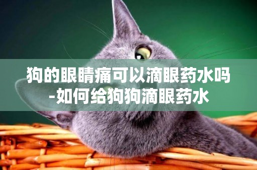 狗的眼睛痛可以滴眼藥水嗎-如何給狗狗滴眼藥水