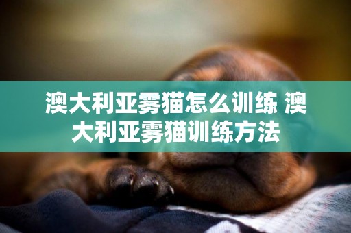 澳大利亞霧貓怎么訓練 澳大利亞霧貓訓練方法