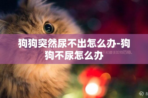 狗狗突然尿不出怎么辦-狗狗不尿怎么辦