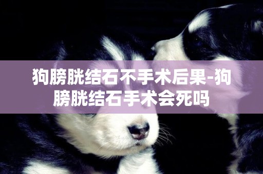 狗膀胱結石不手術后果-狗膀胱結石手術會死嗎