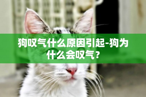 狗嘆氣什么原因引起-狗為什么會嘆氣？