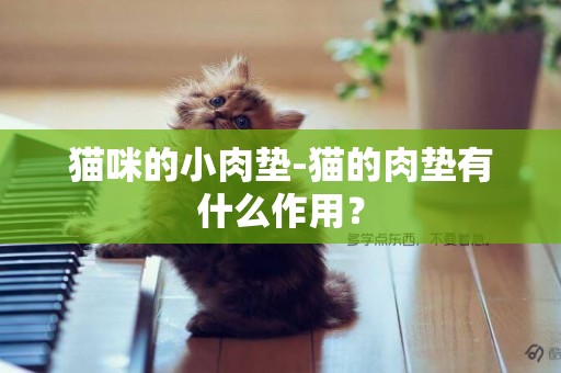 貓咪的小肉墊-貓的肉墊有什么作用？