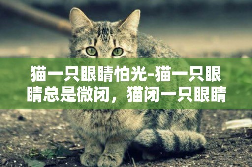 貓一只眼睛怕光-貓一只眼睛總是微閉，貓閉一只眼睛的意思