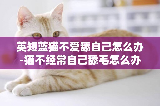 英短藍貓不愛舔自己怎么辦-貓不經常自己舔毛怎么辦？