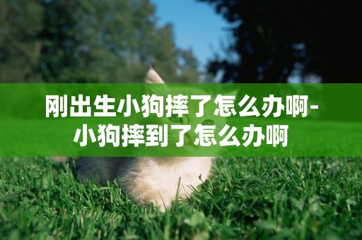 剛出生小狗摔了怎么辦啊-小狗摔到了怎么辦啊
