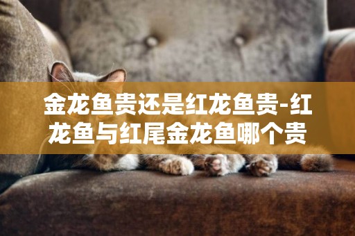 金龍魚貴還是紅龍魚貴-紅龍魚與紅尾金龍魚哪個貴