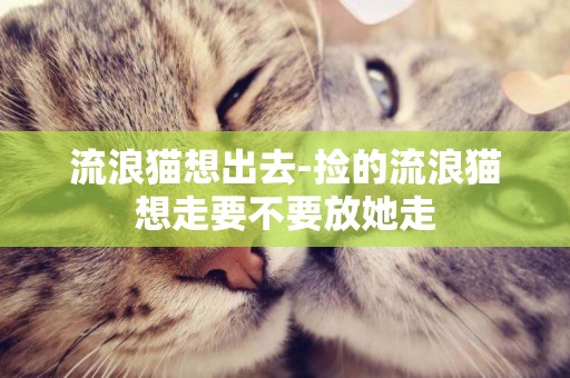 流浪貓想出去-撿的流浪貓想走要不要放她走