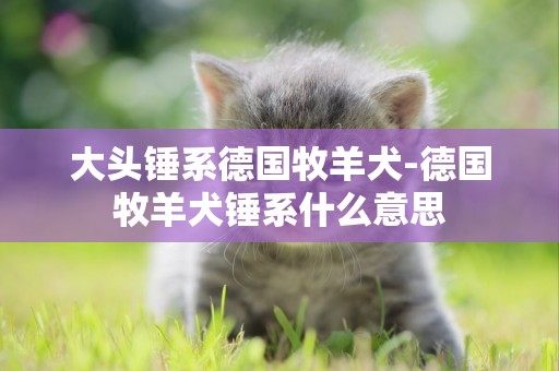 大頭錘系德國牧羊犬-德國牧羊犬錘系什么意思