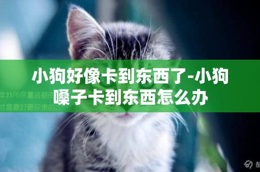 小狗好像卡到東西了-小狗嗓子卡到東西怎么辦