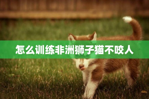 怎么訓練非洲獅子貓不咬人