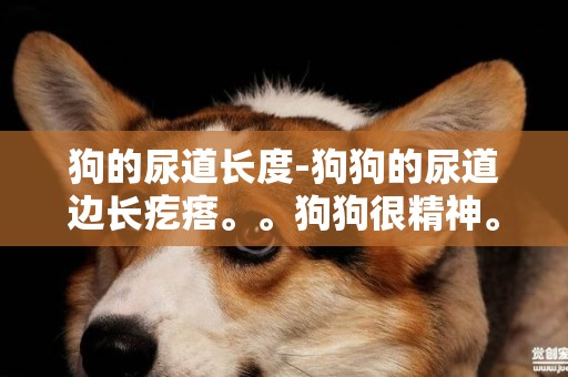 狗的尿道長度-狗狗的尿道邊長疙瘩。。狗狗很精神。。昨天才發現的