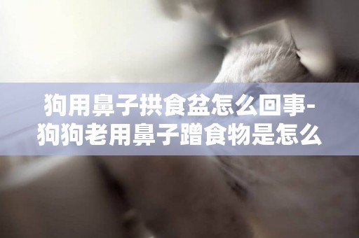 狗用鼻子拱食盆怎么回事-狗狗老用鼻子蹭食物是怎么回事
