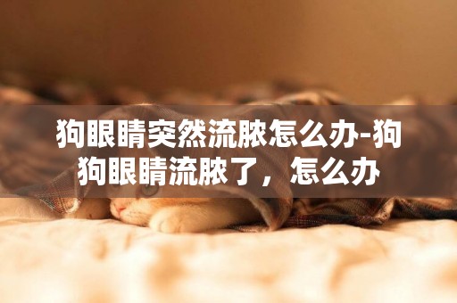 狗眼睛突然流膿怎么辦-狗狗眼睛流膿了，怎么辦