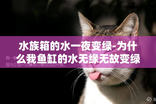 水族箱的水一夜變綠-為什么我魚缸的水無緣無故變綠了？