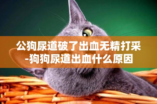 公狗尿道破了出血無精打采-狗狗尿道出血什么原因