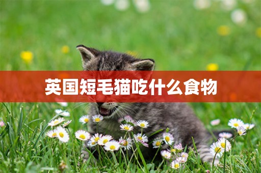 英國短毛貓吃什么食物