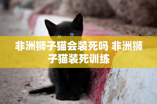 非洲獅子貓會裝死嗎 非洲獅子貓裝死訓練