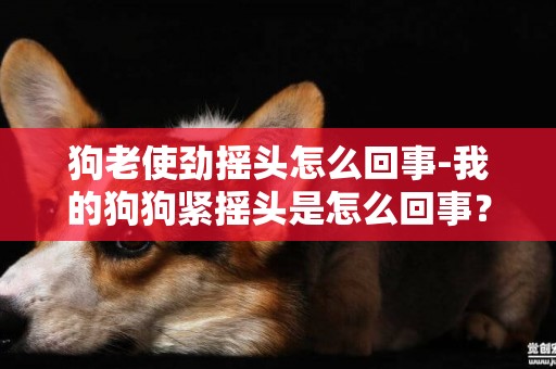 狗老使勁搖頭怎么回事-我的狗狗緊搖頭是怎么回事？