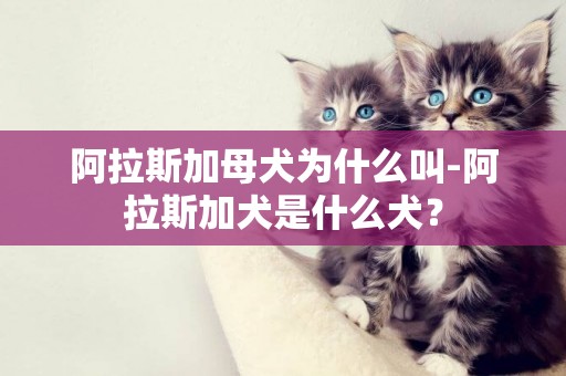 阿拉斯加母犬為什么叫-阿拉斯加犬是什么犬？
