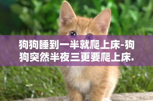 狗狗睡到一半就爬上床-狗狗突然半夜三更要爬上床.