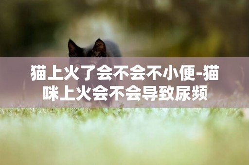 貓上火了會不會不小便-貓咪上火會不會導致尿頻