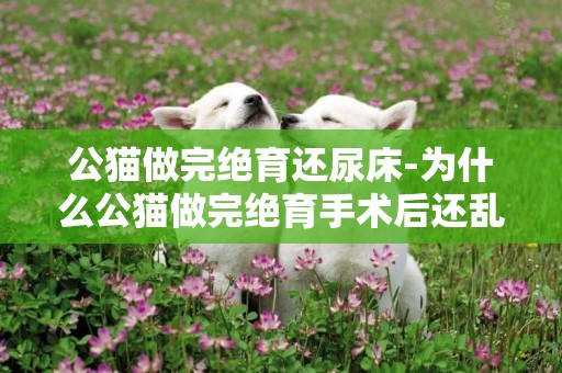 公貓做完絕育還尿床-為什么公貓做完絕育手術后還亂尿