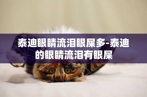 泰迪眼睛流淚眼屎多-泰迪的眼睛流淚有眼屎