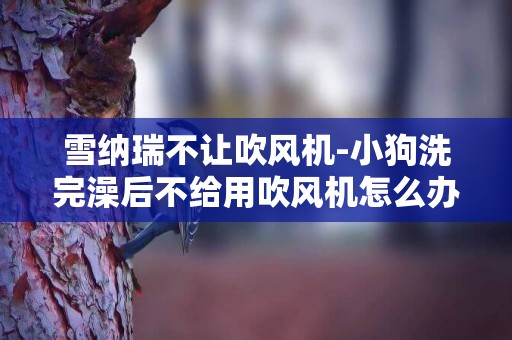 雪納瑞不讓吹風機-小狗洗完澡后不給用吹風機怎么辦