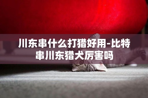 川東串什么打獵好用-比特串川東獵犬厲害嗎