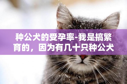 種公犬的受孕率-我是搞繁育的，因為有幾十只種公犬和種母犬，為了防止他們近親繁殖和每一代都可以從耳標種