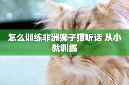 怎么訓練非洲獅子貓聽話 從小就訓練