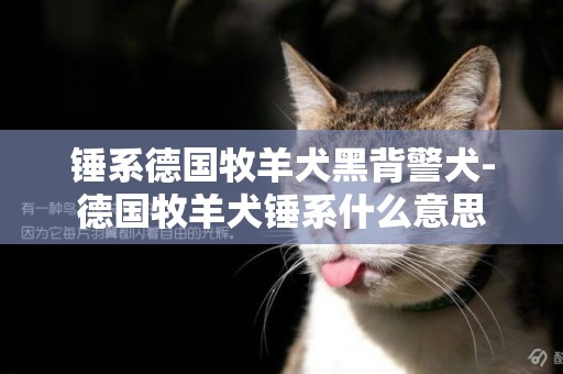 錘系德國牧羊犬黑背警犬-德國牧羊犬錘系什么意思