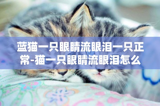 藍貓一只眼睛流眼淚一只正常-貓一只眼睛流眼淚怎么辦