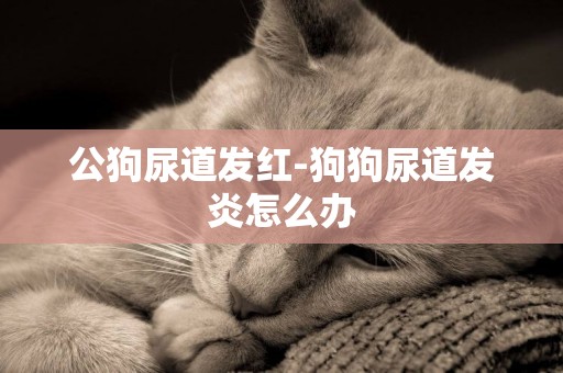 公狗尿道發紅-狗狗尿道發炎怎么辦