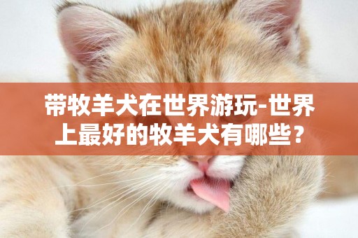 帶牧羊犬在世界游玩-世界上最好的牧羊犬有哪些？
