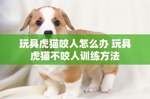 玩具虎貓咬人怎么辦 玩具虎貓不咬人訓練方法
