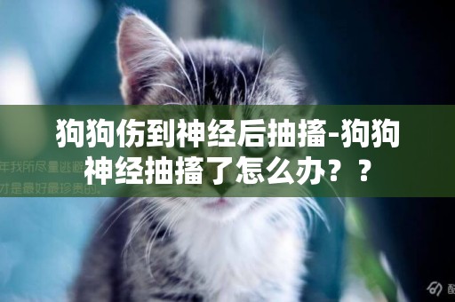 狗狗傷到神經后抽搐-狗狗神經抽搐了怎么辦？？
