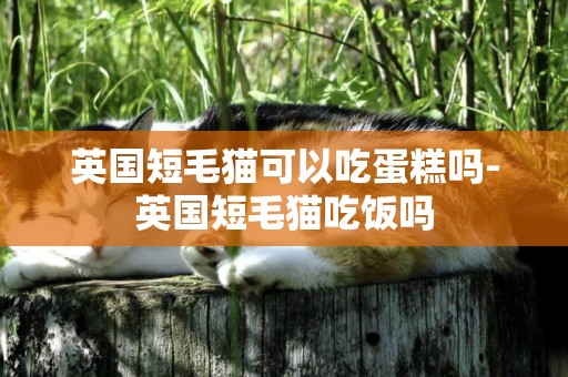英國短毛貓可以吃蛋糕嗎-英國短毛貓吃飯嗎