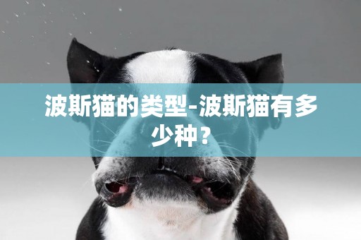 波斯貓的類型-波斯貓有多少種？