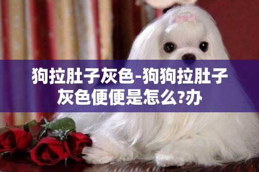 狗拉肚子灰色-狗狗拉肚子灰色便便是怎么?辦